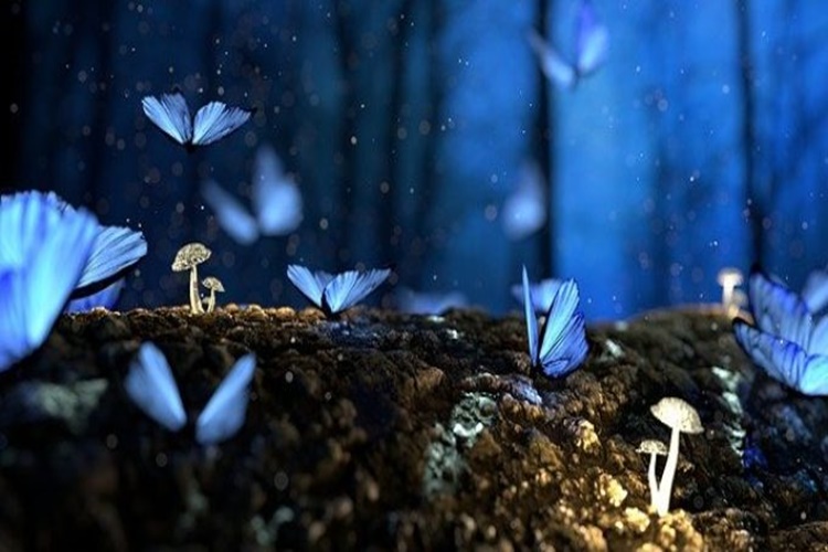 ruyalarin-yorumlanmasi